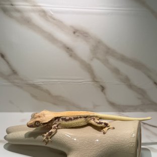 릴리화이트 화이트핀