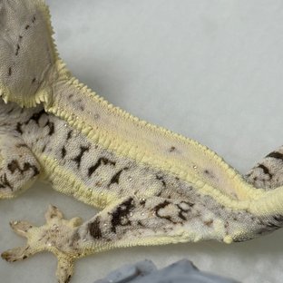 릴리화이트 화이트핀