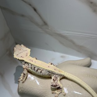 화이트핀 릴리화이트