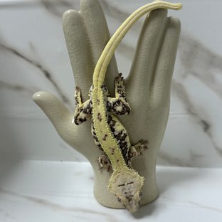 릴리100%헷아잔틱