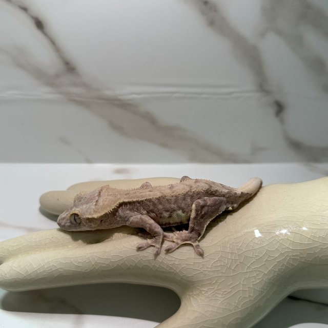 릴리100%헷아잔틱 팬텀