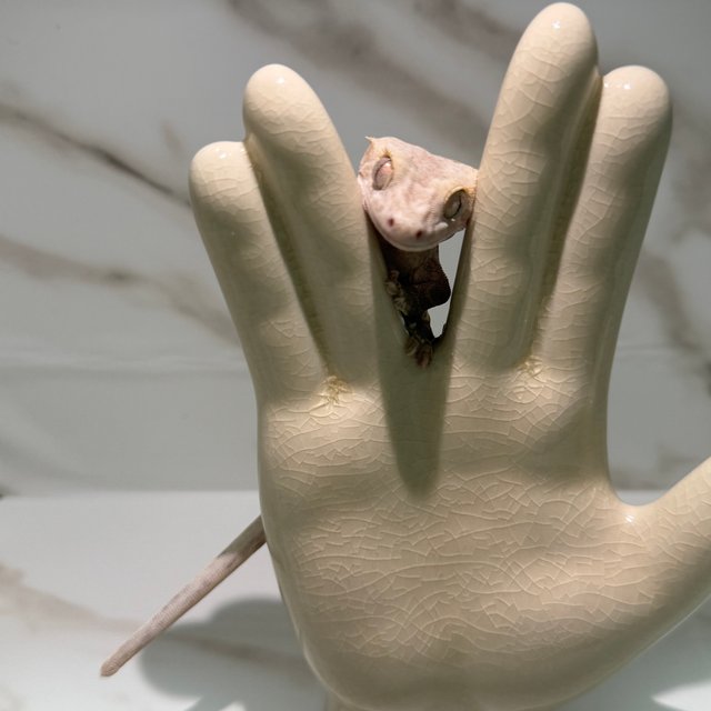 릴리100%헷아잔틱 팬텀