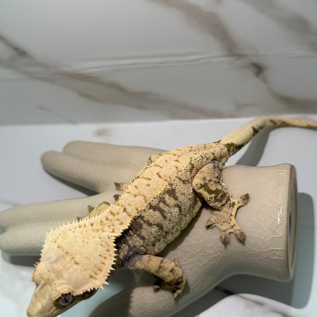 노멀 핀스트라이프