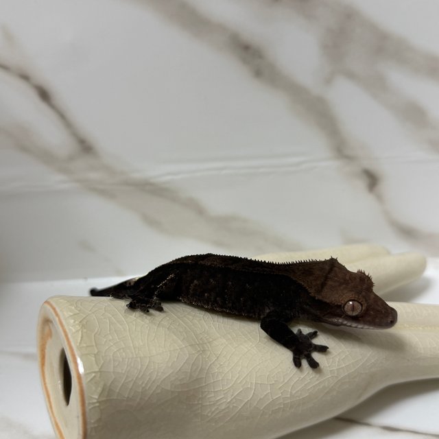 카푸치노 블랙 챠콜