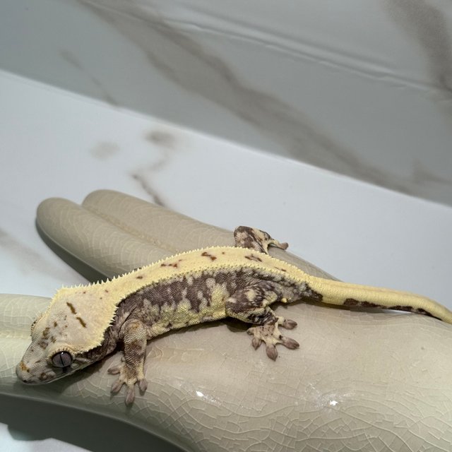 릴리100%헷아잔틱