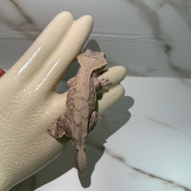 릴리100%헷아잔틱 팬텀