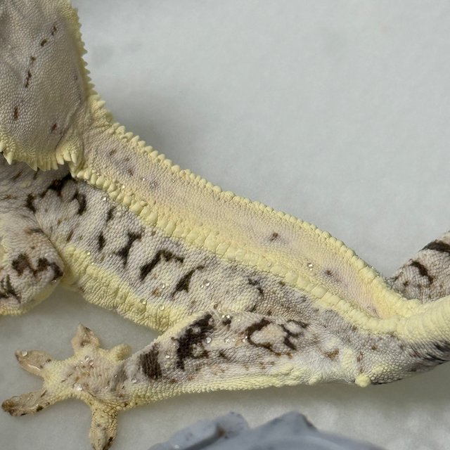 릴리화이트 화이트핀