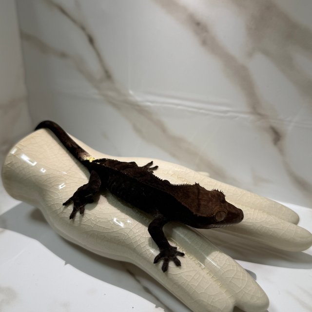 카푸치노 블랙 챠콜