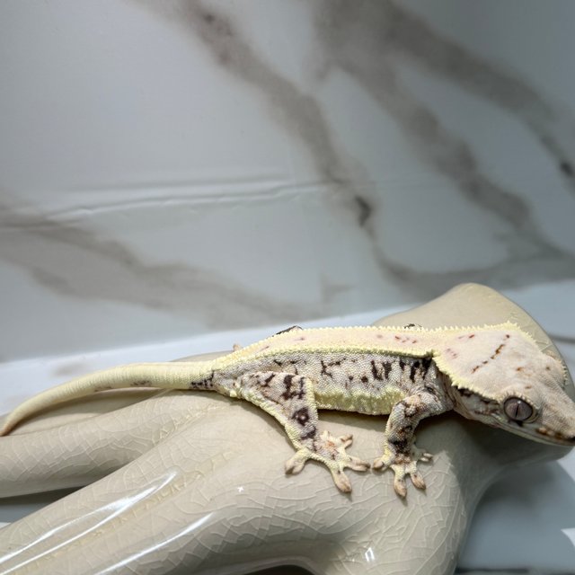 화이트핀 릴리화이트