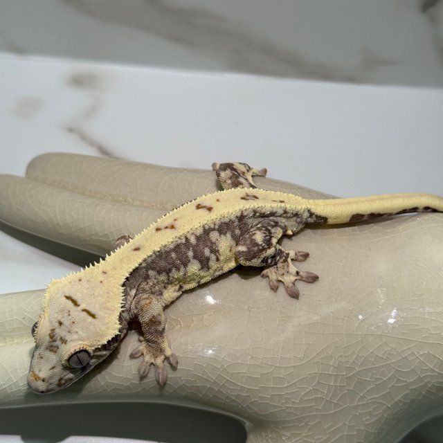 릴리100%헷아잔틱