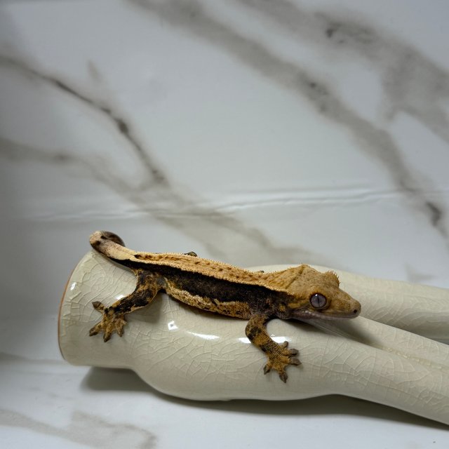 100%헷아잔틱 핀스트라이프 쿼드