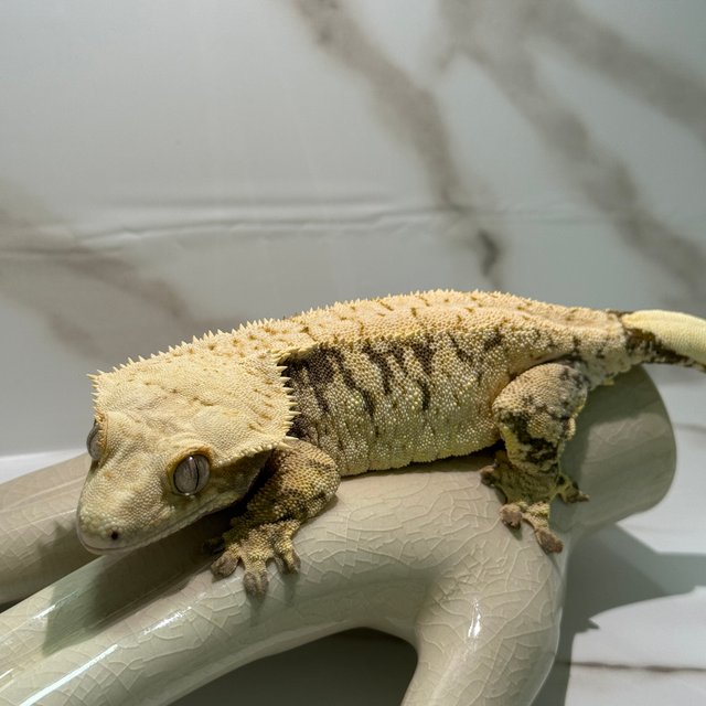 노멀 핀스트라이프