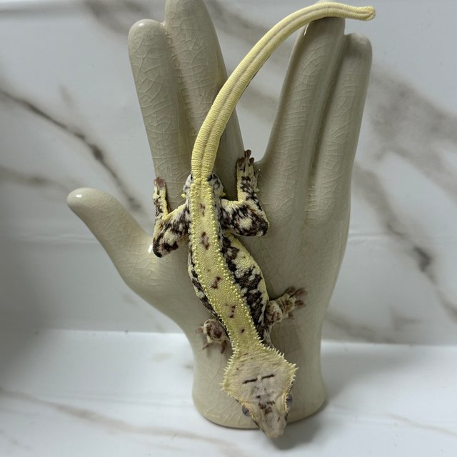 릴리100%헷아잔틱