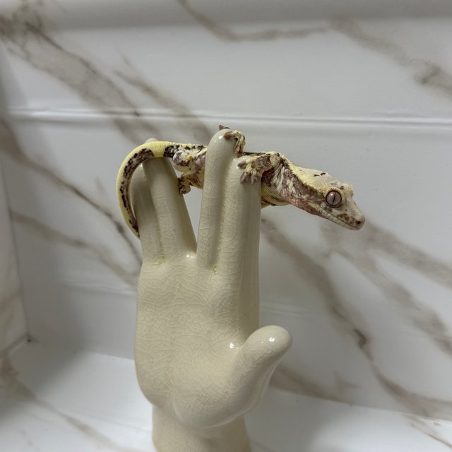 릴리100%헷아잔틱