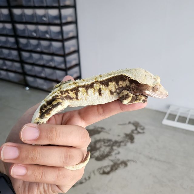 트라이