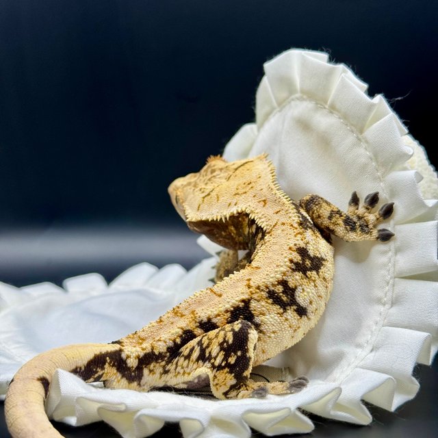 노멀 트라이 익스트림할리퀸 화이트포트홀 화이트스팟