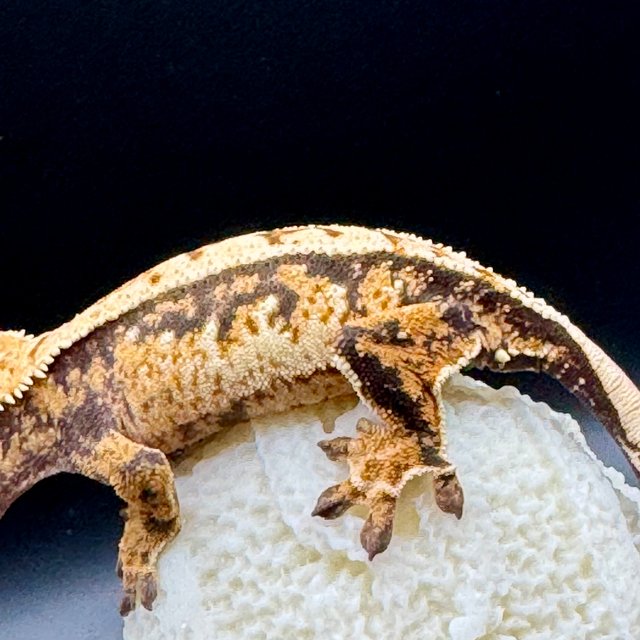 노멀 트라이 익스트림할리퀸 쿼드 화이트스팟 핀스트라이프