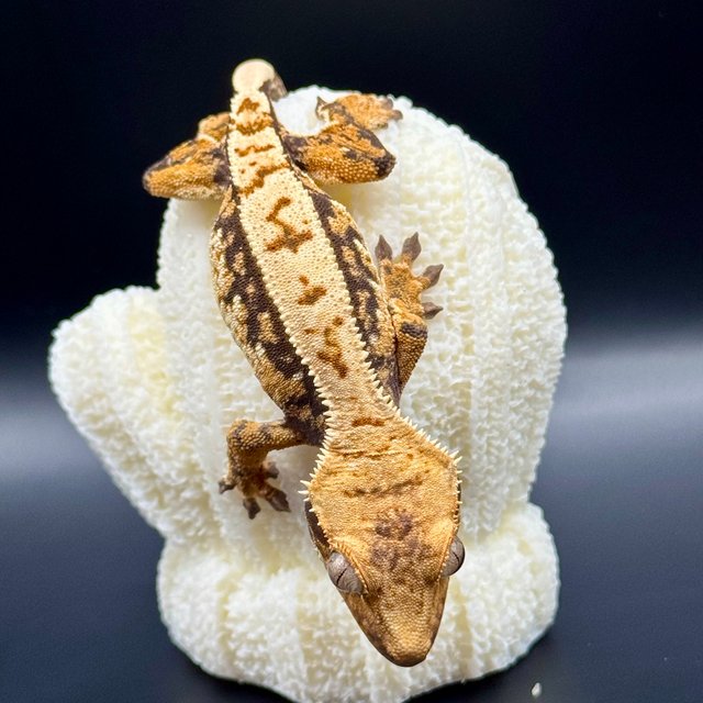 노멀 트라이 익스트림할리퀸 쿼드 화이트스팟 핀스트라이프