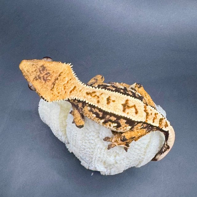 노멀 트라이 익스트림할리퀸 쿼드 화이트스팟 핀스트라이프