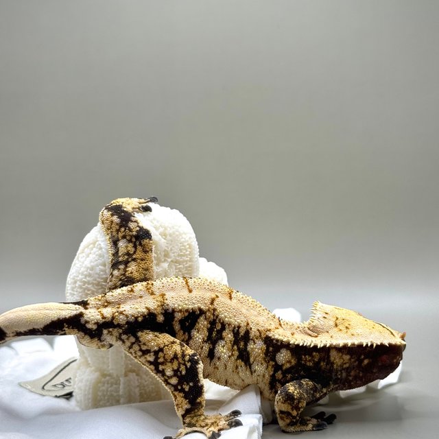 노멀 트라이 익스트림할리퀸 화이트포트홀 화이트스팟