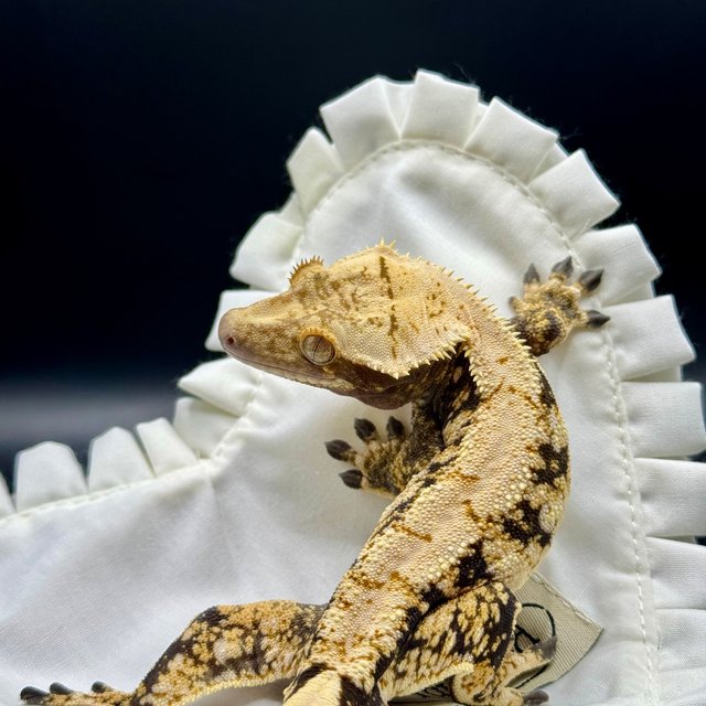 노멀 트라이 익스트림할리퀸 화이트포트홀 화이트스팟