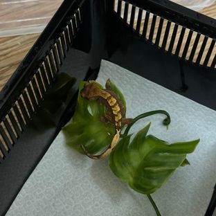 노멀 세이블