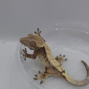 세이블 텐저린