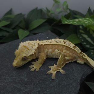 크림시클