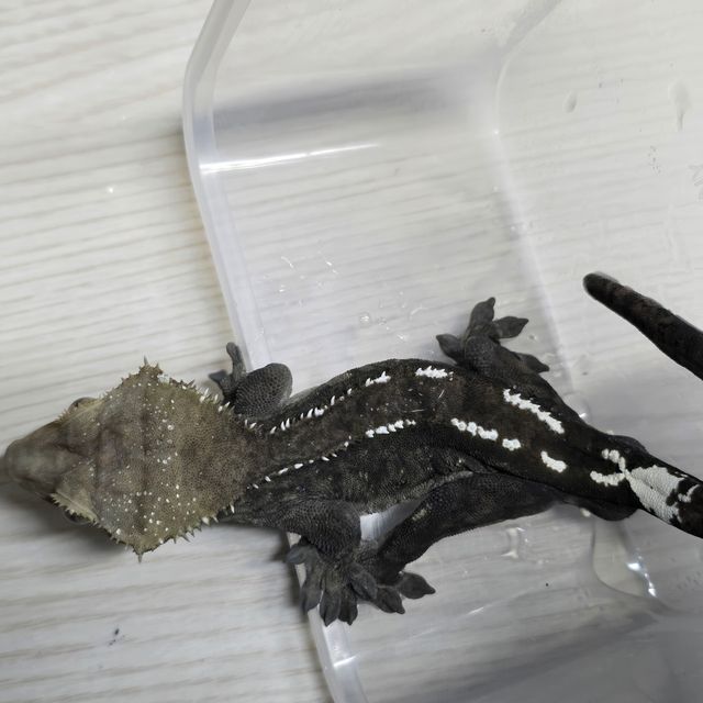아잔틱
