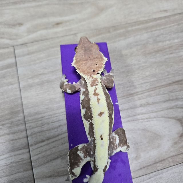 프라푸치노