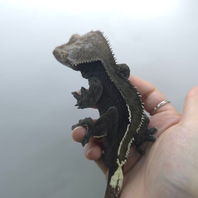 알티 챠콜 아잔틱