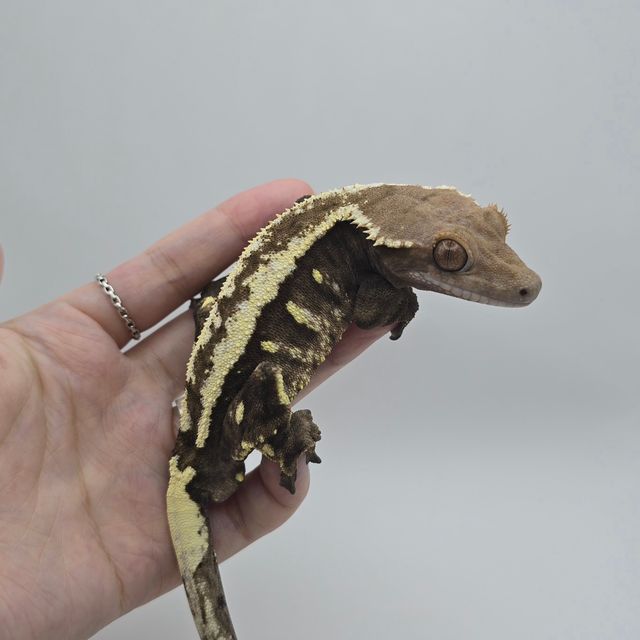 세이블