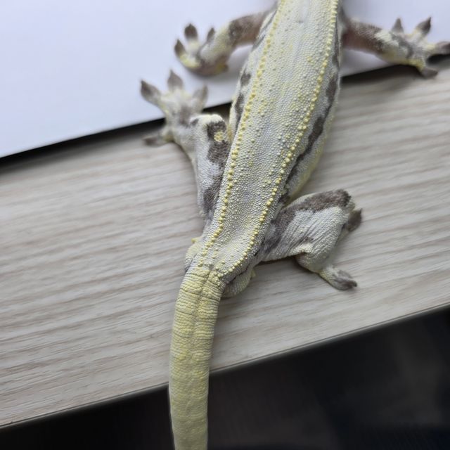 릴리 세이블
