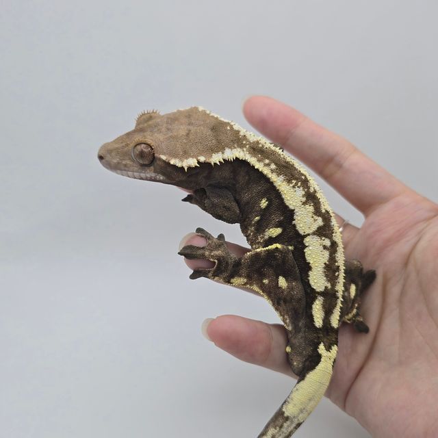 세이블