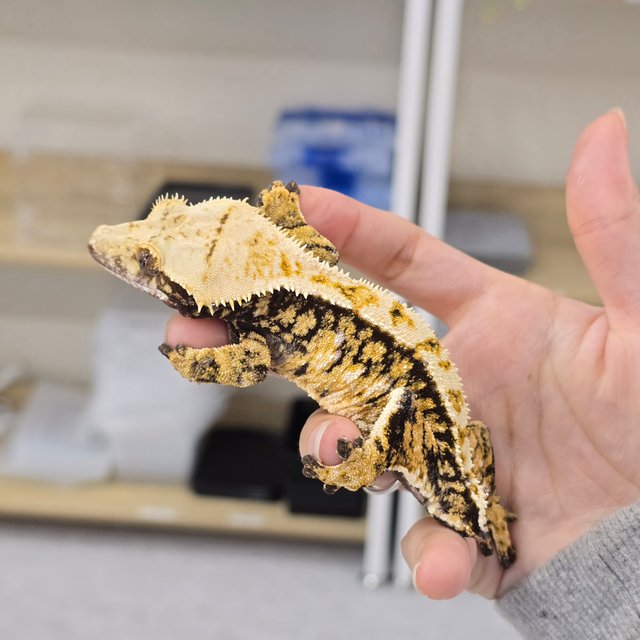 노멀 텐저린 트라이