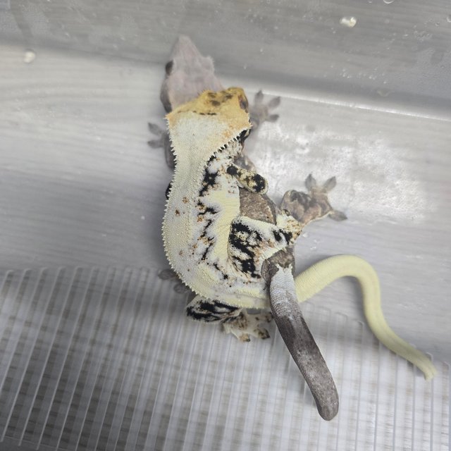 릴리화이트 100%헷초초