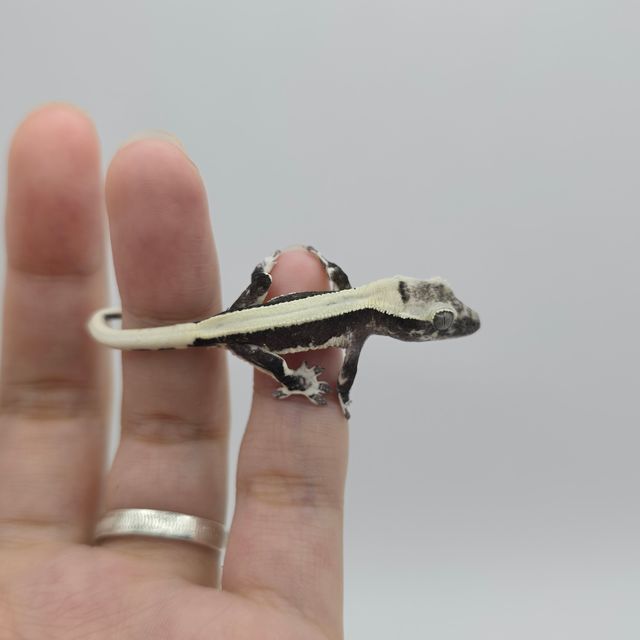 솔리드백 릴잔틱