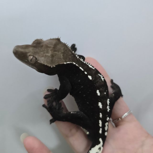 아잔틱