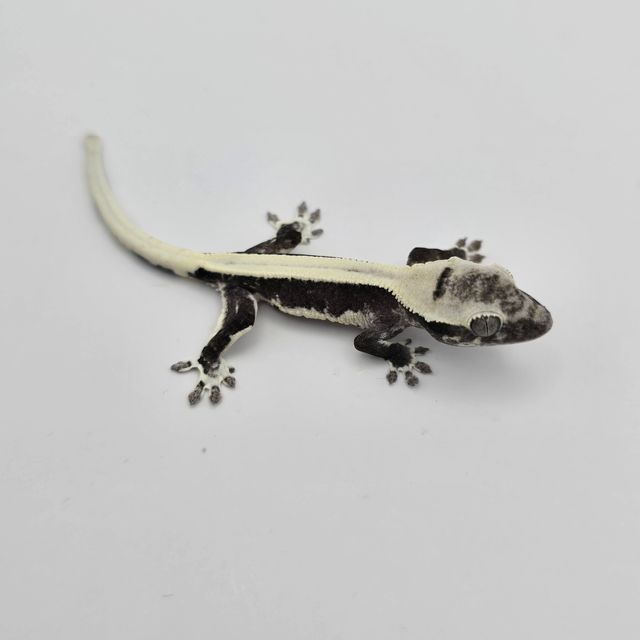 솔리드백 릴잔틱