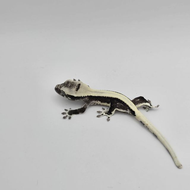 솔리드백 릴잔틱