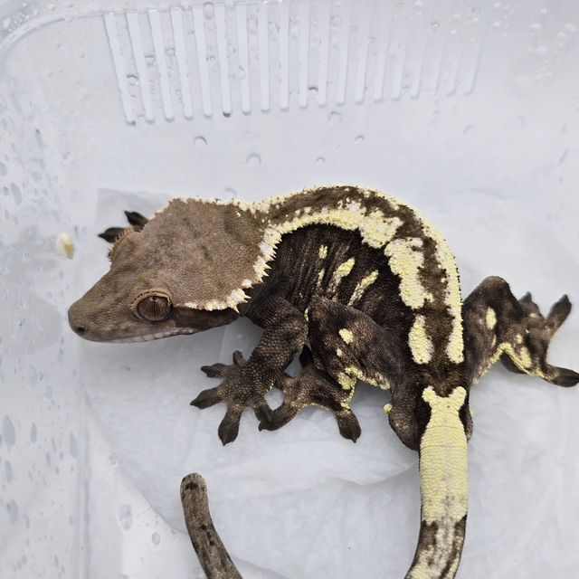 세이블