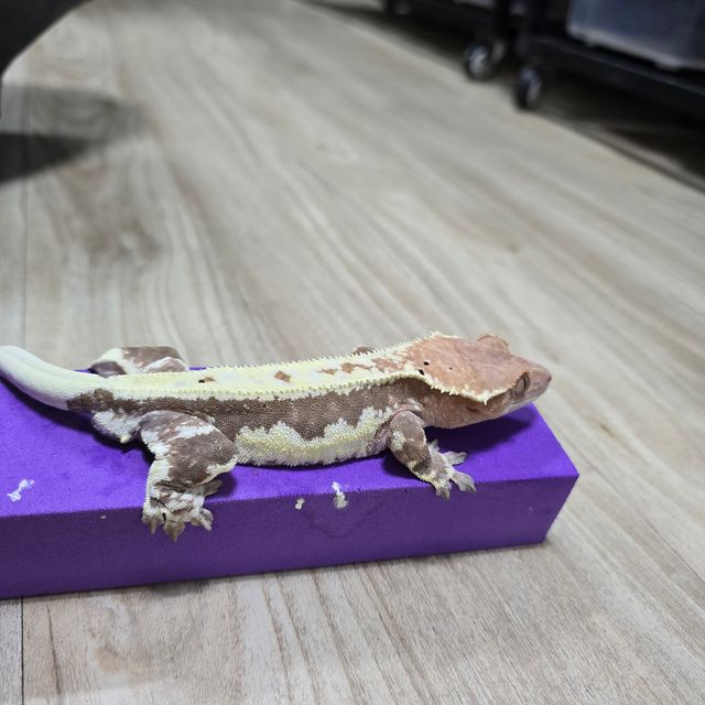 프라푸치노