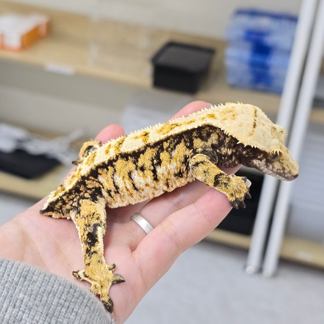 노멀 텐저린 트라이