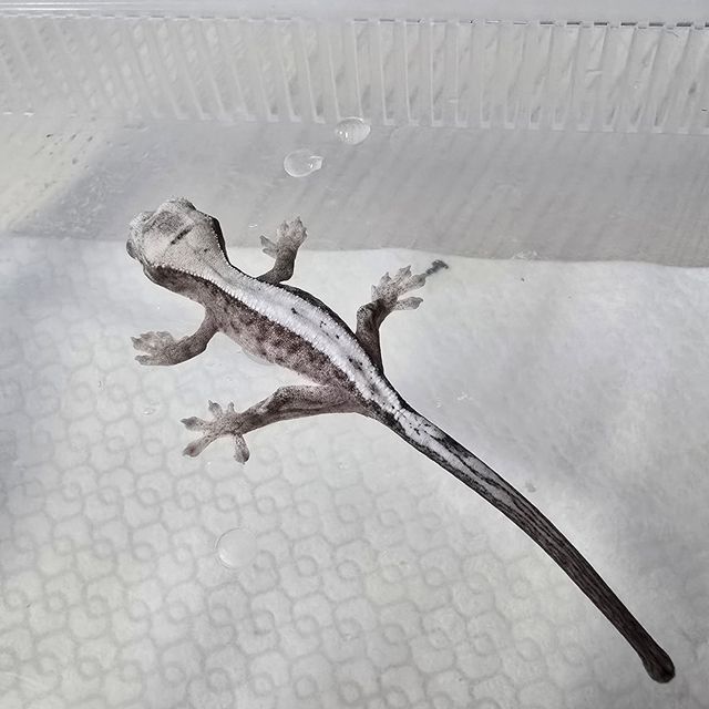 루왁 릴리