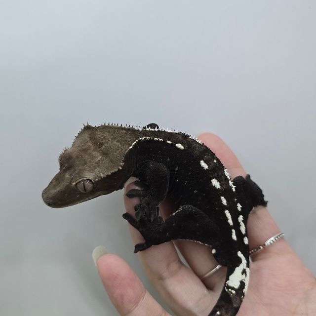 아잔틱
