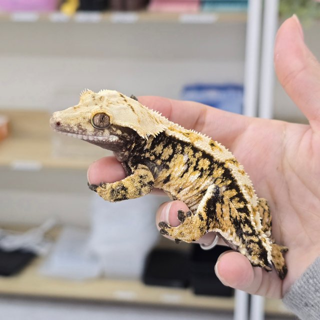 노멀 텐저린 트라이