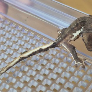 릴리 세이블 팬텀