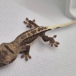 프라푸치노 챠콜