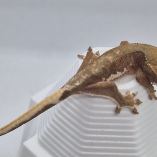 릴리화이트 팬텀 챠콜