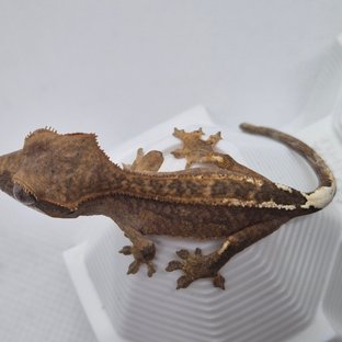 카푸치노 팬텀 브린들